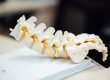 A spine model on a book.