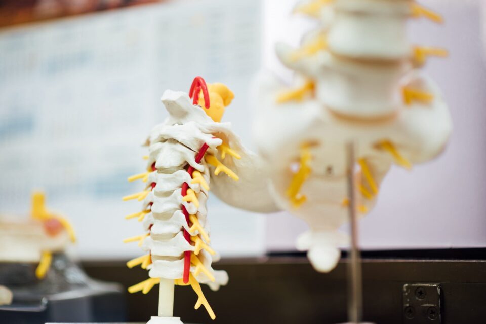 A model of a human spine.