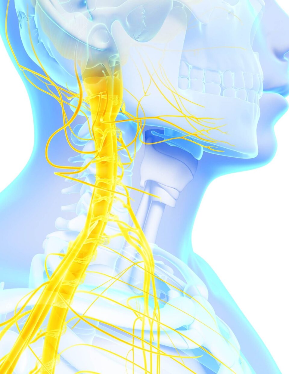 The nervous system of a human.