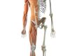 The skeleton of a man is shown in front of a white background.