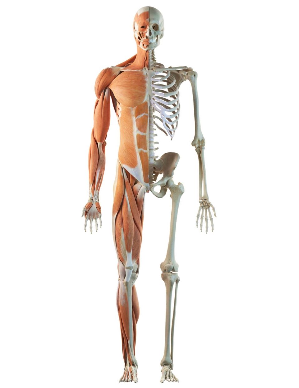 The skeleton of a man is shown in front of a white background. The skeleton of a man is shown in front of a white background.